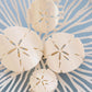 Sand Dollar Flat Clip | Tiny | TELETIES
